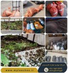 خاک حلزون از کجا بخریم در گروه انواع محصولات شیلات در یکمیوه