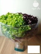 آگهی مشابه پیش فروش کاهو فرانسویی قرمز در گروه خرید و فروش کاهو در یکمیوه