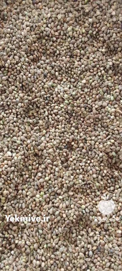 فروش لوبیا محصولات کشاورزی بدون واسطه از کشاورز در گروه خرید و فروش غلات و حبوبات در یکمیوه -عکس4