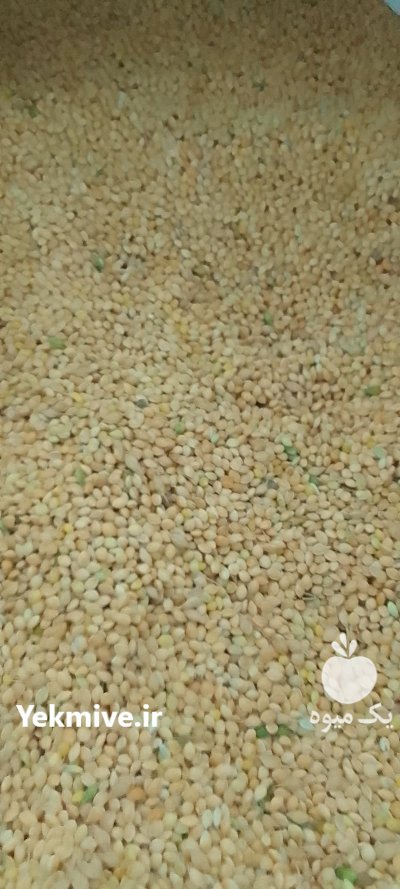 فروش لوبیا قرمز کشاورزی بدون واسطه از کشاورز در بندرعباس در گروه خرید و فروش غلات و حبوبات در یکمیوه -عکس5