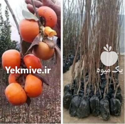 کاشت نهال خوب اصیل خیلی مهمه در ری  در گروه خرید و فروش نهالستان در یکمیوه -عکس3