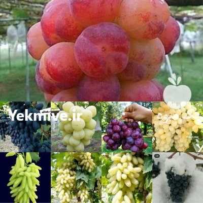 کاشت نهال خوب اصیل خیلی مهمه در ری  در گروه خرید و فروش نهالستان در یکمیوه -عکس4