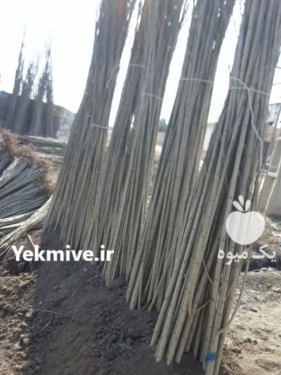 نهال صنوبر سفید سبز تجاری پولدار شدن در گروه خرید و فروش نهال صنوبر در یکمیوه -عکس1