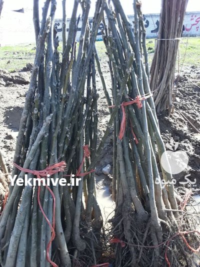 نهال صنوبر سفید سبز تجاری پولدار شدن در گروه خرید و فروش نهال صنوبر در یکمیوه -عکس4