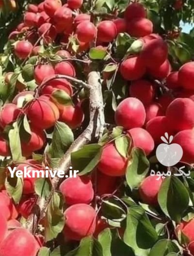 عوارض نهال بعد از کاشت در تاکستان در گروه خرید و فروش نهال در یکمیوه -عکس1