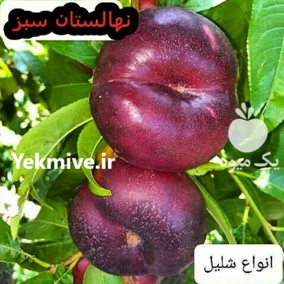 عوارض نهال بعد از کاشت در تاکستان در گروه خرید و فروش نهال در یکمیوه -عکس4