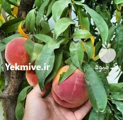 احداث باغ خوب خاک مناسب در جهرم در گروه انواع محصولات خاک و تغذیه در یکمیوه -عکس3