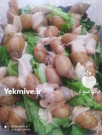 حلزون آلبینو مولد برای محصولات آرایشی در کرج در گروه انواع محصولات شیلات در یکمیوه -عکس1