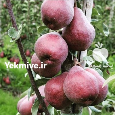 نحوه کاشت نهال تقویت خاک در اردکان در گروه خرید و فروش نهال در یکمیوه -عکس3
