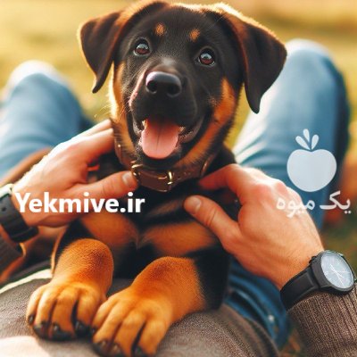 سگ ژرمن شپرد شو لاین نژادی در کرج در گروه سگ و گربه در یکمیوه -عکس1