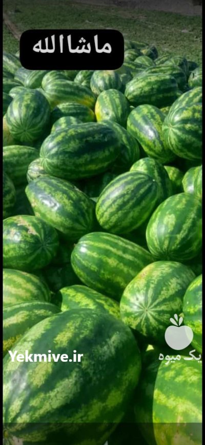 هندوانه بی صادراتی با هندوانه سیاه در هرمزگان در گروه خرید و فروش هندوانه در یکمیوه -عکس1