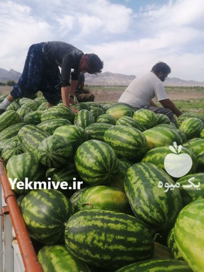 هندوانه بی صادراتی با هندوانه سیاه در هرمزگان در گروه خرید و فروش هندوانه در یکمیوه -عکس2