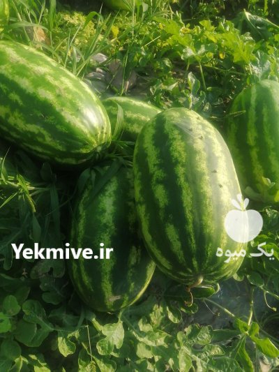 هندوانه بی صادراتی با هندوانه سیاه در هرمزگان در گروه خرید و فروش هندوانه در یکمیوه -عکس4