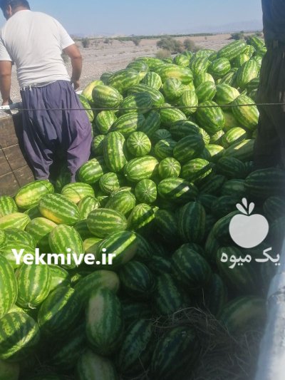 هندوانه بی صادراتی با هندوانه سیاه در هرمزگان در گروه خرید و فروش هندوانه در یکمیوه -عکس3
