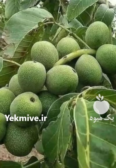 رعایت اصول کاشت گردو ژنوتیپ در گروه خرید و فروش نهال گردو در یکمیوه -عکس2