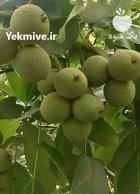 تقویت نهال کاشته شده در باغ در تبریز