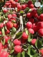 عوارض نهال بعد از کاشت در تاکستان
