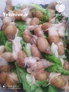 حلزون آلبینو مولد برای محصولات آرایشی در کرج در گروه انواع محصولات شیلات در یکمیوه