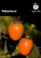نحوه کاشت نهال تقویت خاک در اردکان