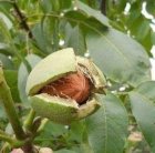 خرید نهال از رویال نهال مهدیزاده