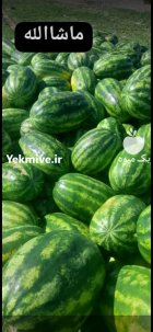 هندوانه بی صادراتی با هندوانه سیاه در هرمزگان در گروه خرید و فروش هندوانه در یکمیوه