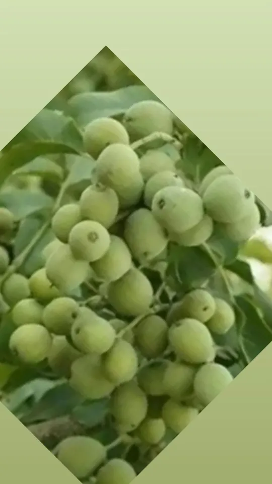 رعایت اصول کاشت گردو ژنوتیپ