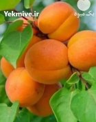 کاشت نهال دیرگل در مناطق زنجان در ابهر