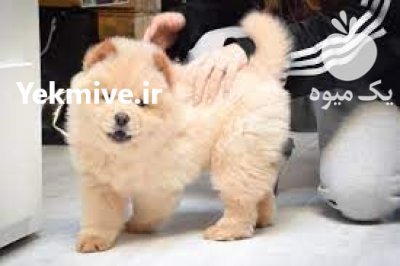 چاوچاو های خالص زیبا برای فروش_سگ در تهران در گروه سگ و گربه در یکمیوه -عکس1
