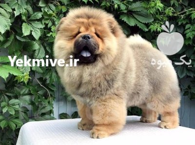 چاوچاو های خالص زیبا برای فروش_سگ در تهران در گروه سگ و گربه در یکمیوه -عکس2