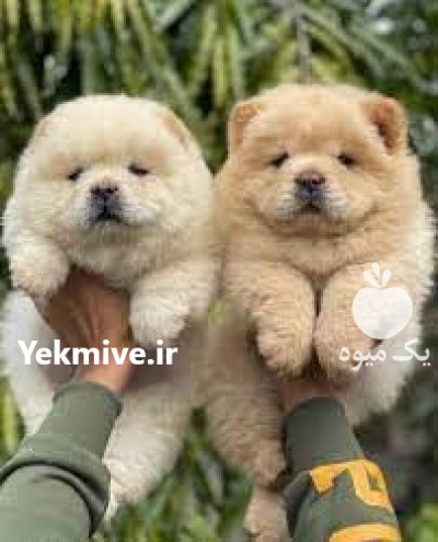 چاوچاو های خالص زیبا برای فروش_سگ در تهران در گروه سگ و گربه در یکمیوه -عکس3