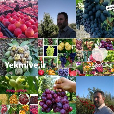 راهنمای کاشت نهال در بیستون در هرسین در گروه خرید و فروش نهالستان در یکمیوه -عکس1