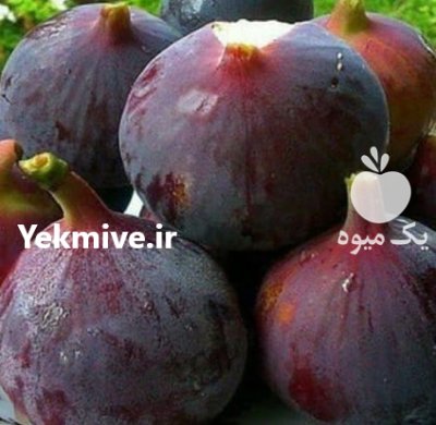 راهنمای کاشت نهال در بیستون در هرسین در گروه خرید و فروش نهالستان در یکمیوه -عکس2