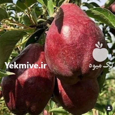 راهنمای کاشت نهال در بیستون در هرسین در گروه خرید و فروش نهالستان در یکمیوه -عکس3