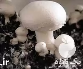 فروش انواع کمپوست بلوک خاک پوششی در کرج در گروه خرید و فروش قارچ در یکمیوه -عکس1