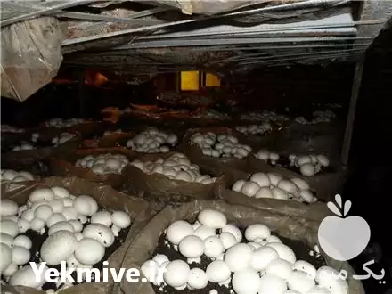 فروش تجهیز راه اندازی سالن پرورش قارچ در گروه خرید و فروش قارچ در یکمیوه -عکس1