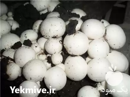 خرید فروش کلیه تجهیزات لوازم قارچ کاری در گروه خرید و فروش قارچ در یکمیوه -عکس1