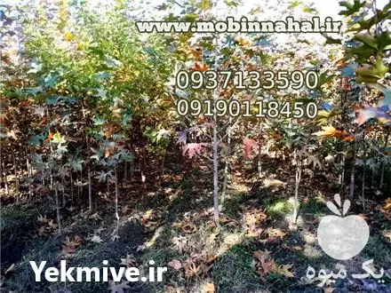 قیمت خرید نهال چنار در کرج در گروه خرید و فروش نهال چنار در یکمیوه -عکس1