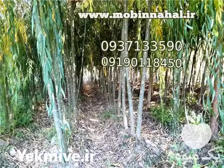 فروش بید مجنون در کرج در گروه خرید و فروش نهال در یکمیوه -عکس1