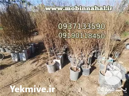فروش نهال انار شیراز دانه جیگری در کرج در گروه خرید و فروش نهال انار در یکمیوه -عکس1