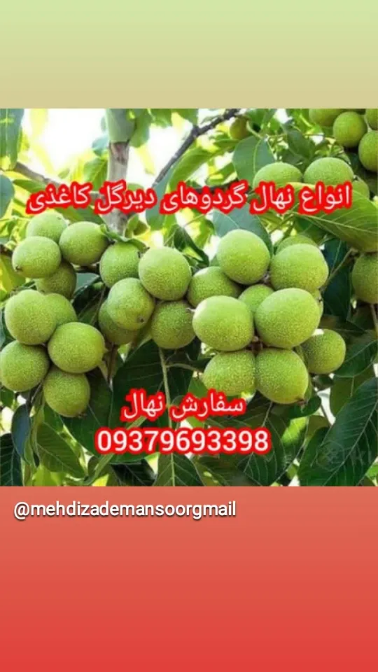 کاشت نهال گردو ژنوتیپ برتر در گروه خرید و فروش نهال گردو در یکمیوه -عکس4