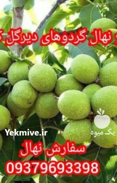 راهنمای کاشت نهال گردو ژنوتیپ برتر الیگودرز در هفت چشمه در گروه خرید و فروش نهال گردو در یکمیوه -عکس3