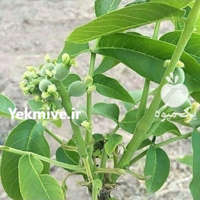 راهنمای کاشت نهال در بروجرد در فیروزآباد در گروه خرید و فروش نهالستان در یکمیوه -عکس4