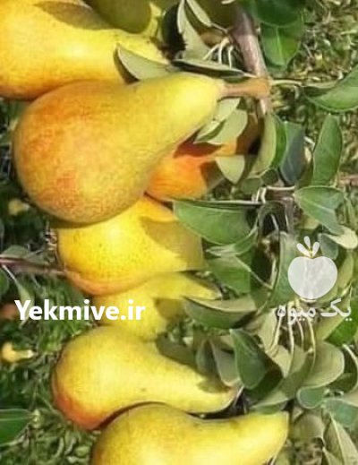 راهنمای کاشت نهال در اصفهان مهدیزاده در انارک در گروه خرید و فروش نهال در یکمیوه -عکس1