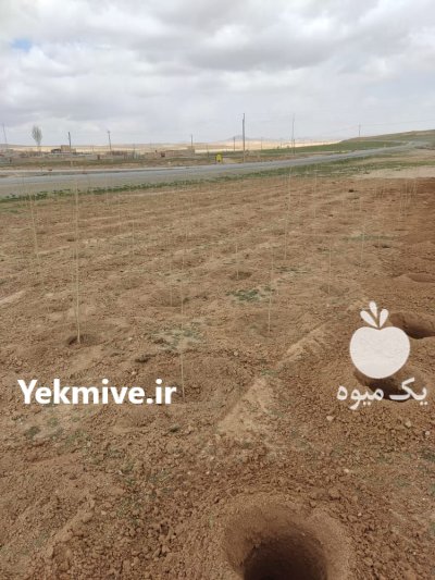 چاله کن پشت تراکتوری خدمات در گروه خرید و فروش چاله کن در یکمیوه -عکس1