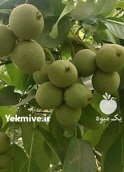 راهنمای کاشت نهال گردوژنوتیپ در قروه در قروه در جزین در گروه خرید و فروش نهال گردو در یکمیوه -عکس2