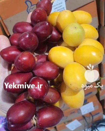 nahalestane_ 914 مهدیزاده میاندوآب در پیرانشهر در گروه خرید و فروش نهال در یکمیوه -عکس3