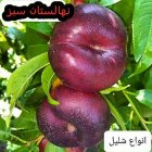 نهال شلیل هلو زردآلو آلوچه سیب گردو ژنتیکی