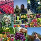 راهنمای کاشت نهال در بیستون در هرسین