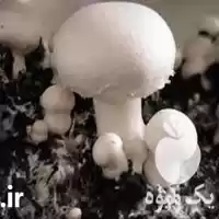 فروش انواع کمپوست بلوک خاک پوششی در کرج در گروه خرید و فروش قارچ در یکمیوه