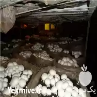 فروش تجهیز راه اندازی سالن پرورش قارچ در گروه خرید و فروش قارچ در یکمیوه